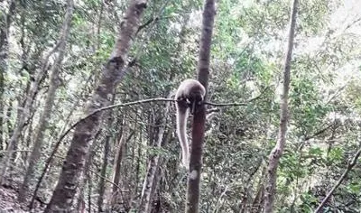 Gia Lai ghi nhận 460 loài động, thực vật quý hiếm