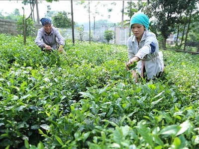 Gắn kết sản xuất với đầu ra ổn định cho sản phẩm nông sản