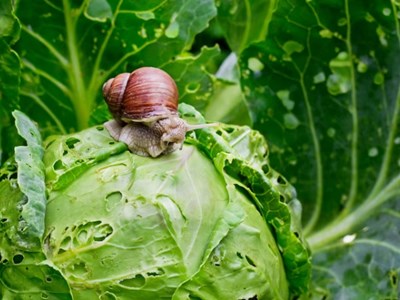Giới chức y tế Australia cảnh báo về ăn rau sống, tiếp xúc ốc sên