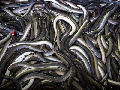 EU đề xuất hạn chế xuất khẩu lươn trên toàn cầu