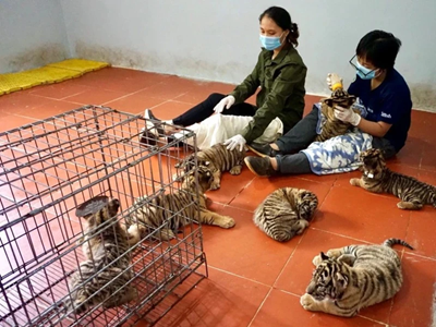 Xử lý nghiêm hành vi vi phạm về động vật hoang dã