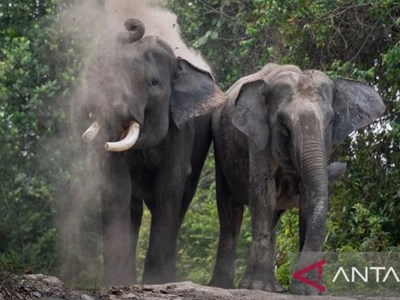 Indonesia: Cấp thẻ căn cước cho voi để nâng cao ý thức bảo tồn