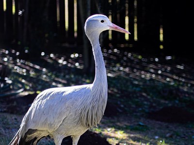 Sếu xanh Nam Phi đối mặt nguy cơ tuyệt chủng