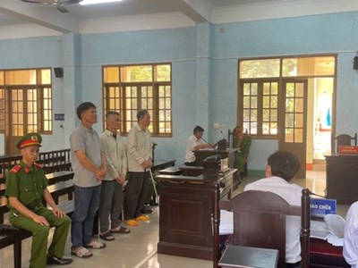 Chủ tịch công ty trồng rừng hầu tòa vì hủy hoại hơn 30.000m² rừng tự nhiên