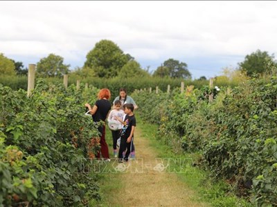 Khám phá cuộc sống vùng nông thôn nước Anh ở Copas Farm