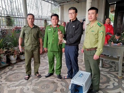 Quảng Trị: Cứu hộ hai cá thể khỉ lạc vào khu dân cư