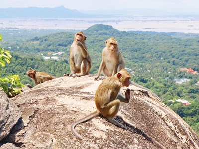 Một bé gái bị khỉ hoang tấn công