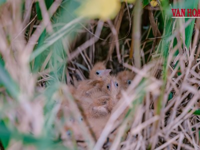 Từ ‘tử địa’ chim trời đến điểm hẹn du lịch trải nghiệm