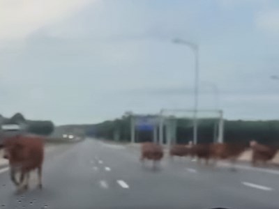 Quảng Trị: Bò thả rông đi “lọt” cao tốc