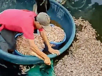 Quảng Trị: Khi sinh kế bị đánh úp trong đêm