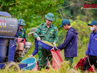 Khi cây lúa bén rễ giữa đại ngàn