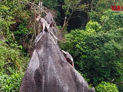 Chạm mặt đàn Voọc giữa rừng
