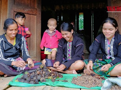 Quảng Trị: Khi giữ rừng trở thành một sinh kế