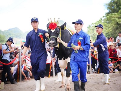 40 “nàng hậu” bò sữa Mộc Châu bước vào mùa tranh ngôi vương 