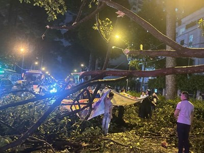 Lại có người chết vì cây gãy: Bao giờ rủi ro được chặn trước cơn giông?