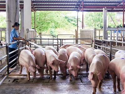 Giá heo hơi hôm nay 16.5: Miền Bắc áp sát miền Nam về giá