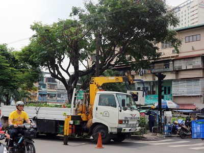 Nghiên cứu giải pháp tìm ra khuyết tật cây xanh