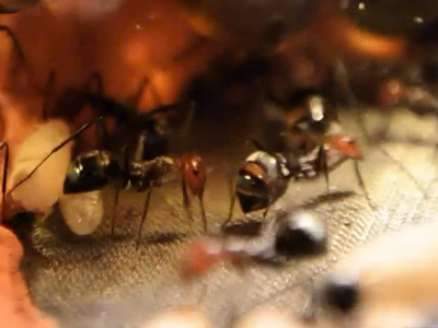 Độc lạ đam mê “chăn kiến“