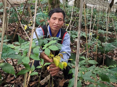 Tri thức dân gian về sâm Ngọc Linh Kon Tum được công nhận là Di sản văn hóa phi vật thể quốc gia