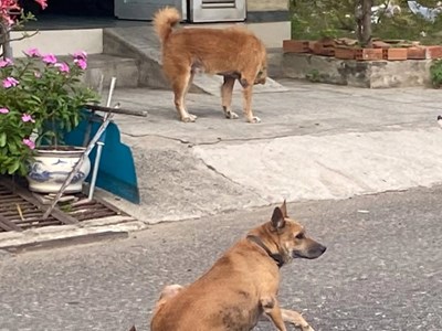 Mất “tình làng nghĩa xóm” vì… thú cưng