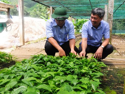 “Tri thức dân gian khai thác, trồng và chế biến sâm Ngọc Linh”