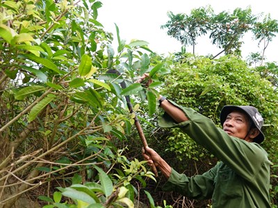 Chuyện những người “hái lá mùng năm”