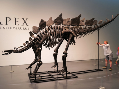 Bộ xương khủng long đắt giá nhất lịch sử