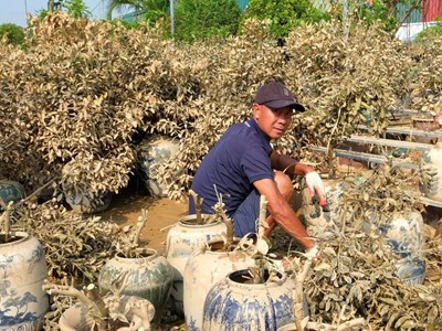 Nước mắt người trồng đào, quất tại Hà Nội