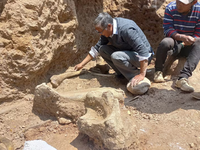 Phát hiện tàn tích voi ma mút từ Kỷ Băng hà ở Peru