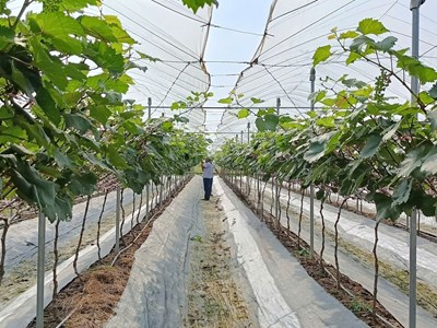 Đoàn kết giúp nhau làm giàu và giảm nghèo bền vững