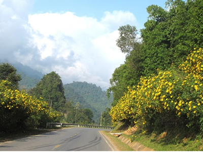 Sắc vàng rực rỡ giữa trời Tây Bắc