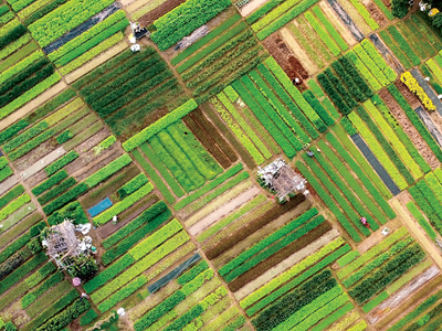 Làng rau, làng nghề