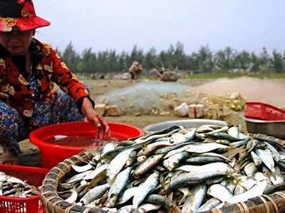  Ngư dân phấn khởi đón “lộc biển” đầu năm