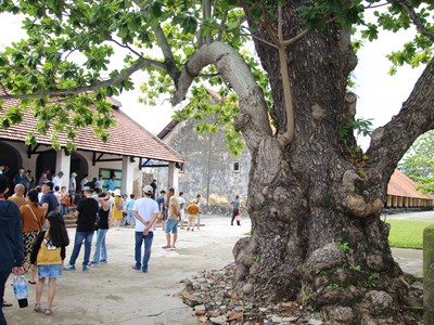 Những cây bàng mang dáng hình Tổ quốc