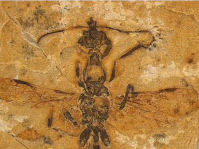 Hóa thạch tiết lộ loài kiến “địa ngục” cổ nhất hành tinh