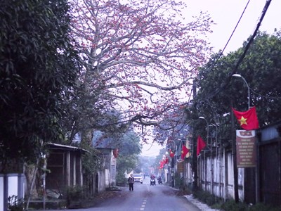 Cây gạo - chứng nhân và niềm tự hào