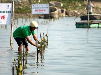  Trồng cây đưng cải thiện hệ sinh thái đồng muối Sa Huỳnh