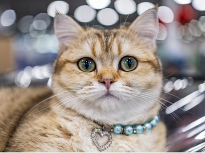 AI sắp giúp bạn hiểu được “tiếng lòng” thú cưng?