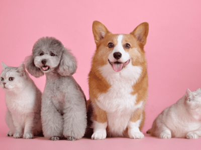 Người lớn tuổi Hàn Quốc chi mạnh tay cho thú cưng