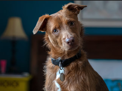 Công nghệ AI mở ra kỷ nguyên giao tiếp với động vật