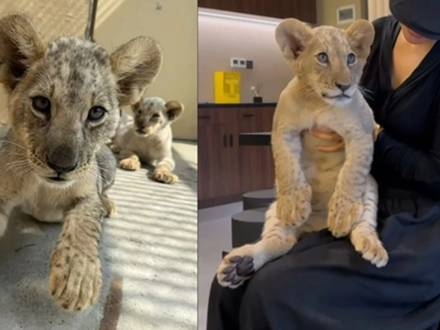 Nhà hàng Trung Quốc gây tranh cãi vì cung cấp dịch vụ ôm.. sư tử con