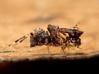  Loài nhện 150 triệu năm tuổi đứng trước bờ tuyệt chủng