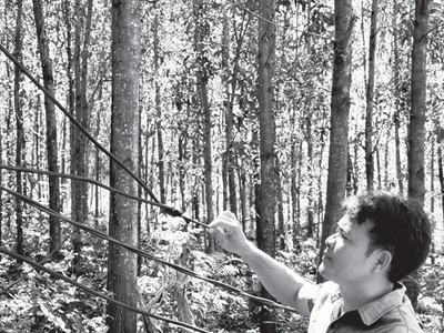  Nguy cơ chập cháy khi người dân tự kéo điện sử dụng