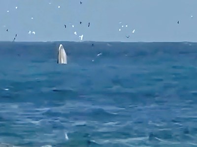  “Hồi sinh” khu bảo tồn biển vịnh Nha Trang