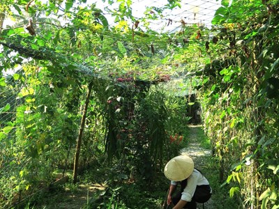  Du lịch Đà Nẵng tiếp cận xu thế “low carbon”