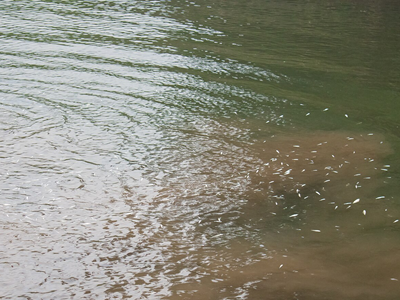 Thảm họa từ đánh cá bằng thuốc nổ