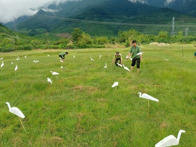 Báo động nạn “tận diệt” chim trời