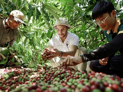 Đắk Lắk: Du khách say mê hành trình “từ vườn đến ly” cà phê