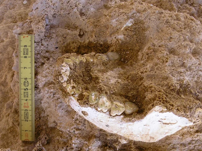 Maroc: Phát hiện hóa thạch gần 800.000 năm hé lộ nguồn gốc sớm của loài người