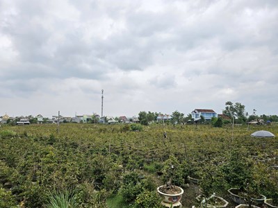 Thủ phủ mai vàng miền Trung rộn ràng vào vụ Tết